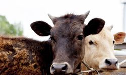 Bolu’da şap alarmı: 22 yerleşim yerine karantina