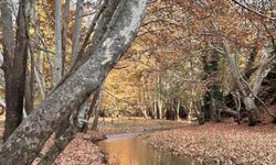 Hıdıruşağı Bahçecik Arası Sonbaharda Renk Cümbüşü