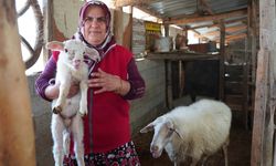 İki çocuk annesi kadın sabah çobanlık, öğlen servisçilik yapıyor