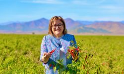 İslahiye Biberi Güneşin ve Toprağın Bereketi