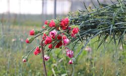 Isparta'da yeni sezon için karanfiller dikiliyor