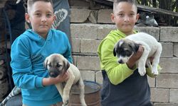 Ispartalı çoban mesleğini ikiz torunlarına da öğretmeye çalışıyor