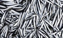 Karadeniz’de Hamsi Tezgahlarda 100 TL’ye Çıktı