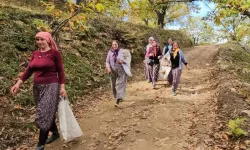 Kadınların Emeğiyle Nazilli’de Kestane Hasadı Başladı