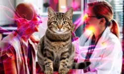 Kanser tedavisinde dev iddia: Kedi ilacı insanları hayata döndürdü
