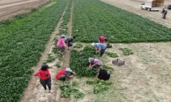 Menemen’de Kadın İşçiler Günlük 800 TL Yevmiye İle Çalışıyor