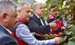 Ordu’da Kivi Hasadıyla Üretici Gelirleri Artıyor
