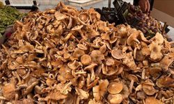 Ormanda Mantar Toplamak İçin İzin Almak Zorunlu