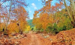 Osmaniye Amanos Dağları Gürdük’te Sonbahar Renkleri