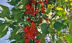 Osmaniye Amanosları’nda İğcik Ağacı Meyve Verdi