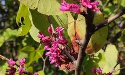 Osmaniye’de Ağaçlar Erken Çiçek Açtı ve Meyve Verdi