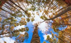 Osmaniyeliler Dumanlı’nın Sonbahar Güzelliklerini Keşfetti