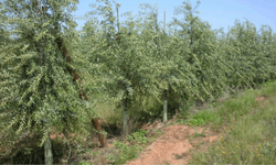 Osmaniyeliler İçin Çiftçilere Zeytin Fidanı Desteği