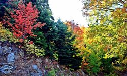 Osmaniye’nin Doğal Güzellikleri Sonbahar ile Canlanıyor