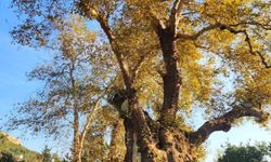 Samandağ Hıdırbey Köyü’nden Doğa ve Tarih Manzaraları