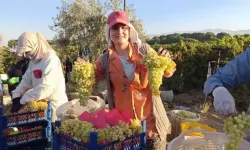 Sarıgöl’de Yaş Üzüm Fiyatları Düşüşte Üretici Zor Durumda