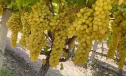 Alaşehir Üzümü Sofraların Vazgeçilmezi Oluyor