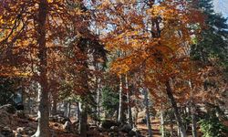 Sumbas Yirce Kayın Ormanları'nda Sonbahar Büyüsü Zirvede