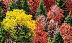 Sumbas Yirce Yaylası’nda Doğanın Renk Cümbüşü