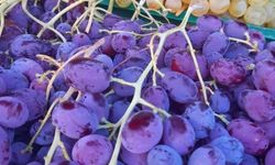 Kilis Üzümü  Lezzetiyle Bölgenin Gözdesi