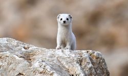 Van’da Beyaz Gelincik Güzelliği Doğaseverleri Büyülüyor