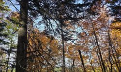 Zorkun Kuyucak’ta Sonbahar Renk Cümbüşü