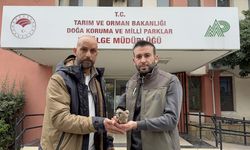 Adana'da yaralı bulunan kerkenez tedaviye alındı