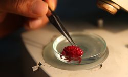 Akdeniz'de görülen Hint-Pasifik kökenli oluklu yengeçler İskenderun'da inceleniyor