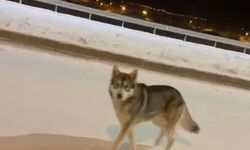 Ardahan’da Aç Kalan Kurt Yola İndi