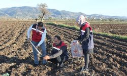 Düziçi’nde Buğday ve Bezelye Tarlalarında Toprak Numunesi Alındı