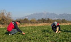 Düziçi’nde Ekim Kontrolleri Sürüyor