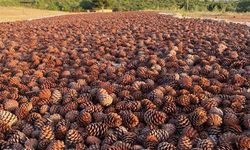 Toroslar’ın Kalbinde Yeni Nesil Ormanlar Filizleniyor!