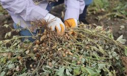 Hatay’da Kuraklık Yer Fıstığı Hasadını Vurdu