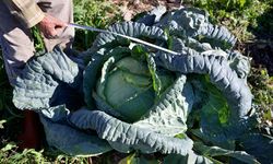 Osmaniye’de Lahana Sarması Artık Zahmetsiz