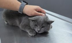 İştahsızlık şikayetiyle veterinere götürülen kedinin kalçasından mermi çekirdeği çıkarıldı