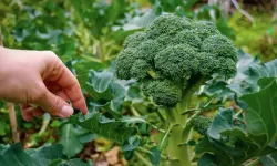 İznik’te Brokoli Tarladan Pazara 14 Kat Fiyat Farkı Yaşıyor