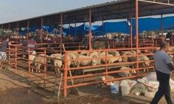 Kadirli Canlı Hayvan Pazarı Yeniden Açıldı