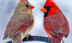 Kırmızı Kardinal Kuzey Amerika’da Göz Kamaştırıyor