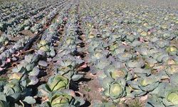 Osmaniye’de Ata Tohumu Lahana Hasadı Gerçekleştirildi