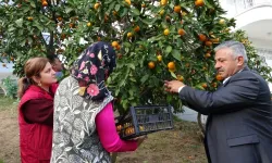 Ordu’da mandalina hasadı başladı Kilosu 20-25 TL