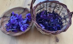 Osmaniye’de Çiftçiler Safranla Büyük Kazanç Hedefliyor