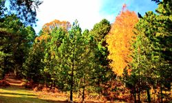 Osmaniye Küllü Köyü’nde Sonbahar Manzaraları Büyüledi