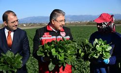Osmaniye Valisi Erdinç Yılmaz ıspanak hasadına katıldı