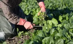 Osmaniye’de Ispanak Hasadı Başladı Rekolte 3 Bin Tonu Aşıyor