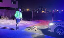 Samandağ ilçesinde polis ekiplerinin bulduğu yaralı köpek barınağa götürüldü