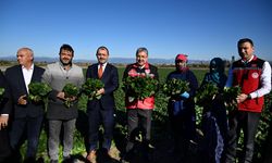 Vali Yılmaz Kadirli’de Hasada Katıldı