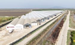 Yapay zeka destekli topraksız serada üretilen çilek 7 ülkeye ihraç edildi