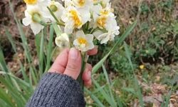 Kara Kışın Umudu Nergiz