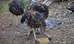 Arkadaşının hediyesiyle başladığı deve kuşu yetiştiriciliğini çiftlikte sürdürmek istiyor