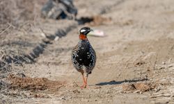 Çukurova Deltası kış aylarında da çok sayıda kuş türüne ev sahipliği yapıyor